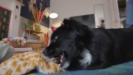 simple moment of play, young dog finds boundless happiness with soft toy