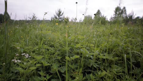 campo de hierba húmeda en un bosque
