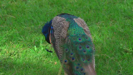 Pavo-Real-Indio-O-Real-En-El-Parque,-Vista-De-Cerca