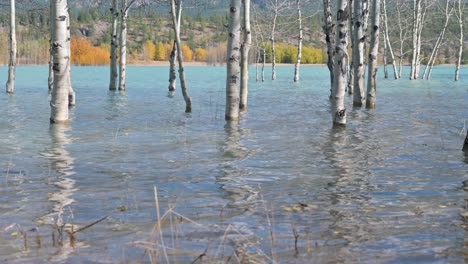 Close-Up-Of-Birch-Trees-In-Water