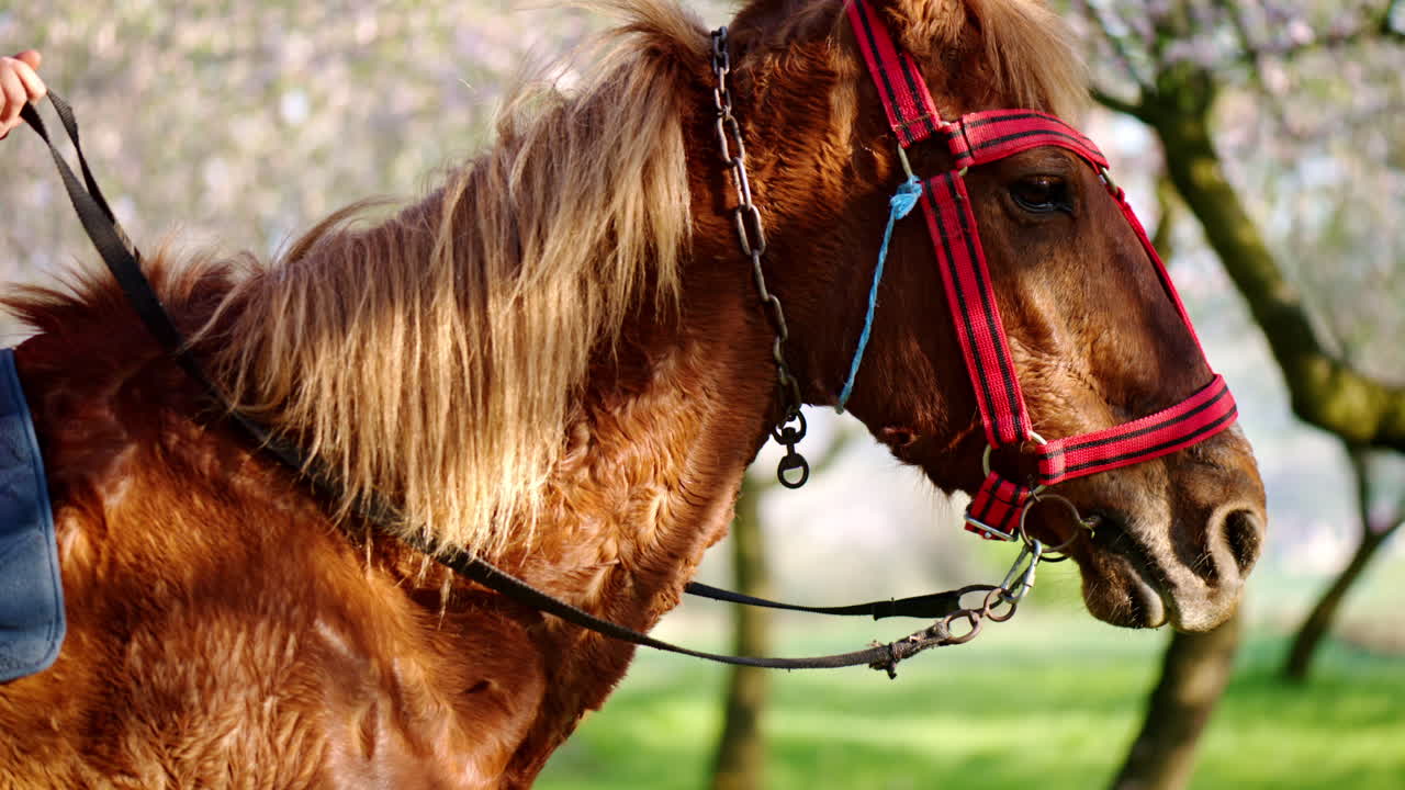 Brown horse standing in a field of blooming trees