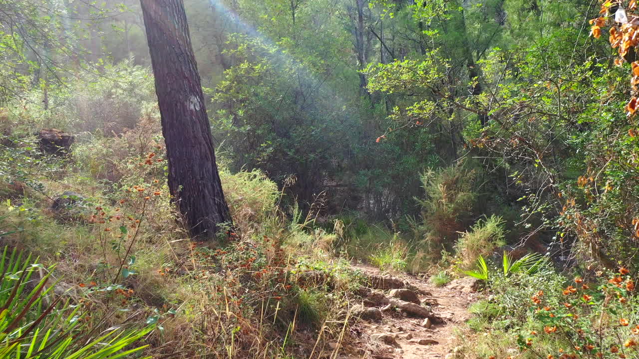 숲 속의 길에서 뒤로 날아가는 멋진 전망, 쓰러진 나무의 작은 틈을 통해 날아가는 마법의 숲 조감도