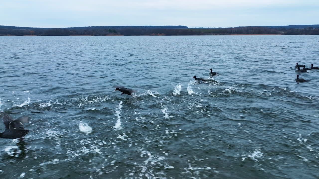 Ducks running by water surface and leaving white water splashes behind. Quick motion over the river. Grey water backdrop.