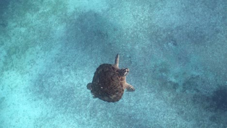 green sea turtle swimming toward the surface in pristine waters