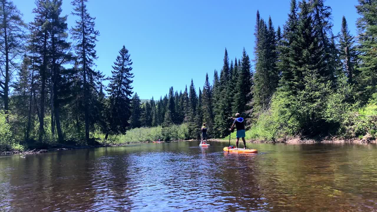 Two stand-up paddleboarders drifting lazily down a river past pine tree river banks on a clear blue day