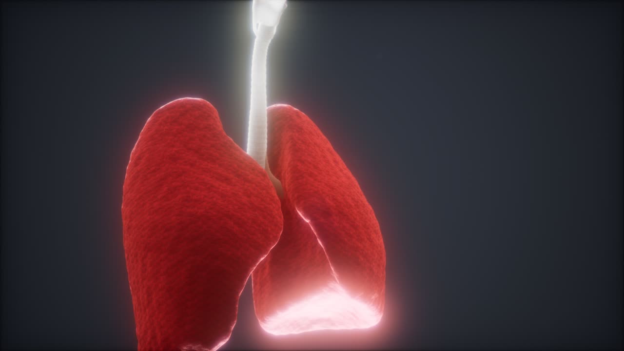 animación en 3d de los pulmones humanos