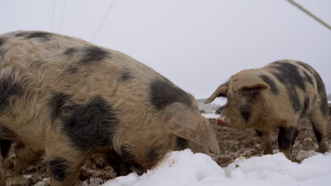 grupo de cerdos europeos peludos cavando con la nariz en la nieve en el campo agrícola, cerrar