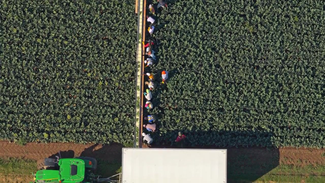 Aerial View of Farm Workers Harvesting Cabbage in a Field