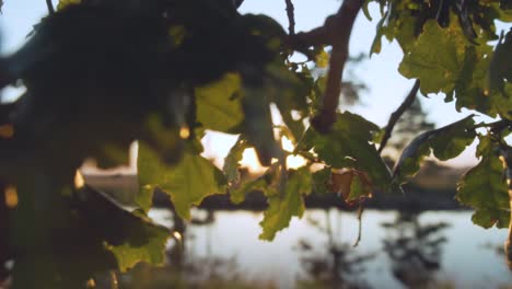 puesta de sol sobre un río tranquilo con árboles