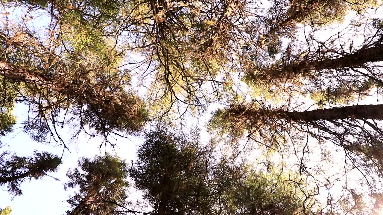 Una foresta di conifere canadese con una vista capovolta.