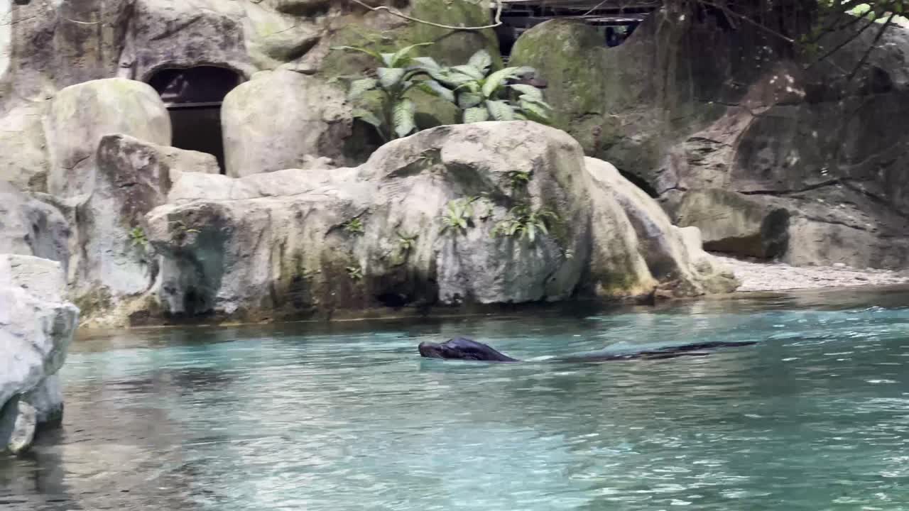 젊은 사회 캘리포니아 바다사자, zalophus californianus는 싱가포르 사파리 동물원, 만다이 야생 동물 보호 구역에서 인공 바위로 둘러싸인 빠른 속도로 물을 가로질러 수영합니다.