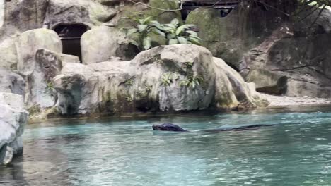 Young-social-californian-sea-lion,-zalophus-californianus-swimming-across-the-water-in-fast-speed-surrounded-by-manmade-rocks-at-Singapore-safari-zoo,-mandai-wildlife-reserves