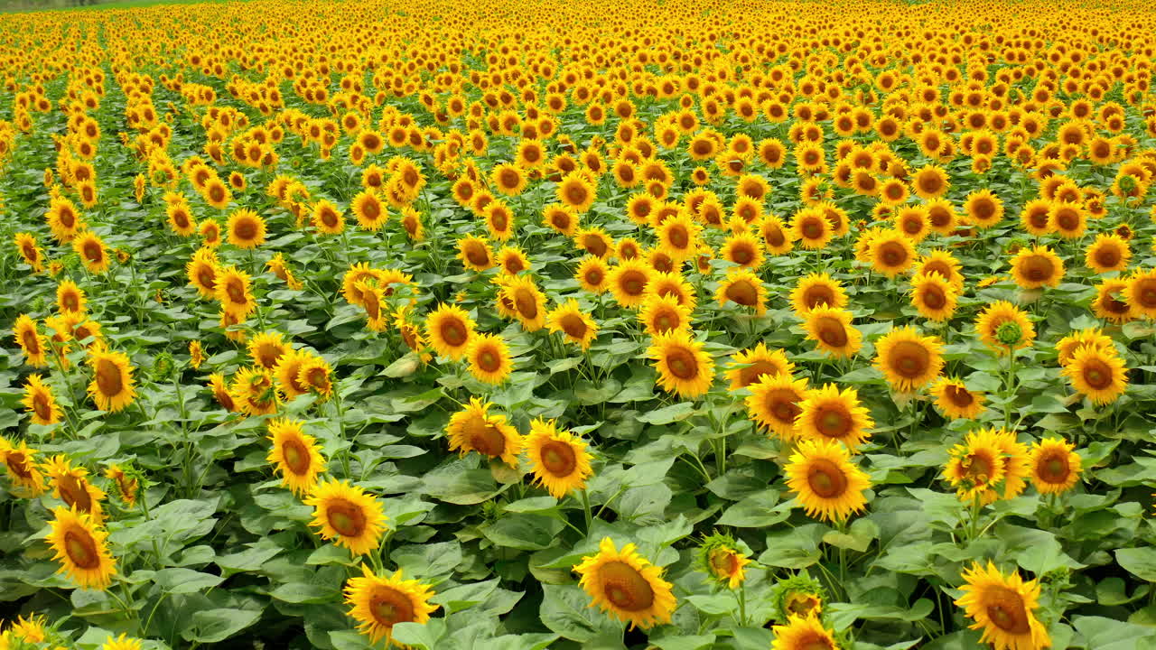 Field with blooming sunflowers. Aerial drone shot of large sunflower field. Flight over beautiful yellow sunflower plantation