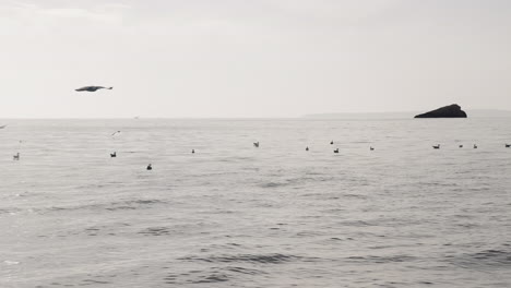 Traveling-of-a-group-of-seagulls-flying-over-the-Mediterranean,-Spain