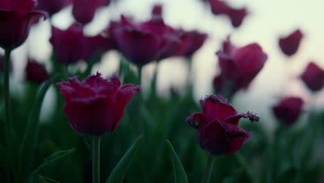 closeup purple flower buds with green leaves in sunset light. nature concept.