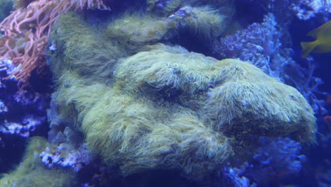 Submarine-life-in-the-reef-ecosystem