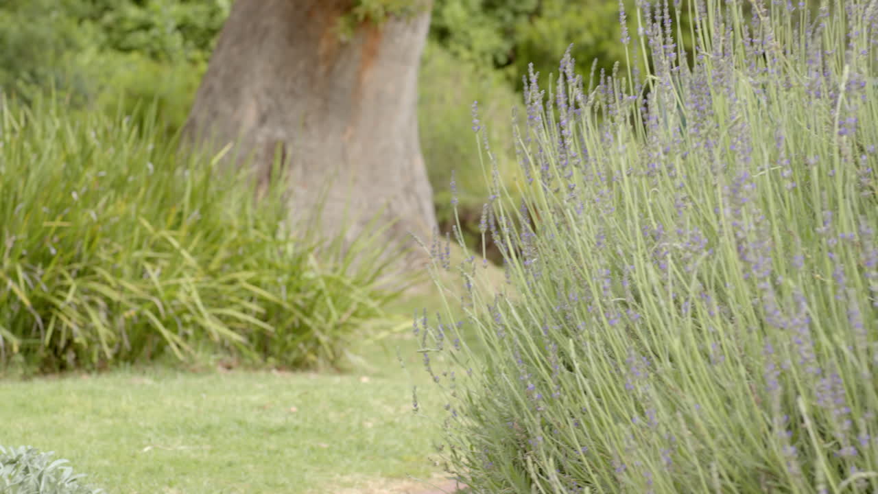 Lavender plants swaying gently in serene garden with soft sunlight, copy space