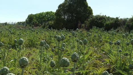 artichoke field