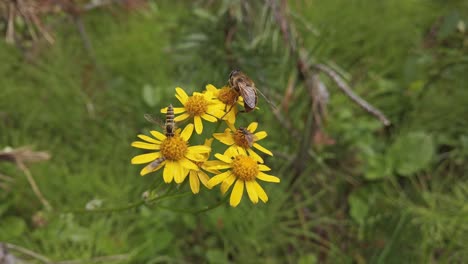 Flower-Balsamroot-with-bee-flies-pollinating-approached-close-up-Canadian-Rockies