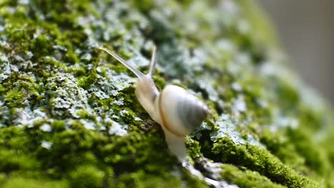 eine kleine schnecke kriecht auf einem pflanzenzweig