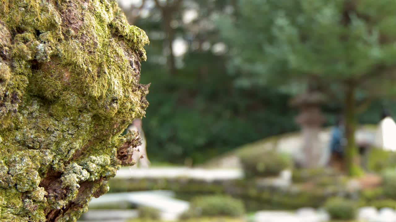 Eine Nahaufnahme von strukturierter, moosbewachsener Rinde mit einem verschwommenen japanischen Gartenhintergrund in Kanazawa.