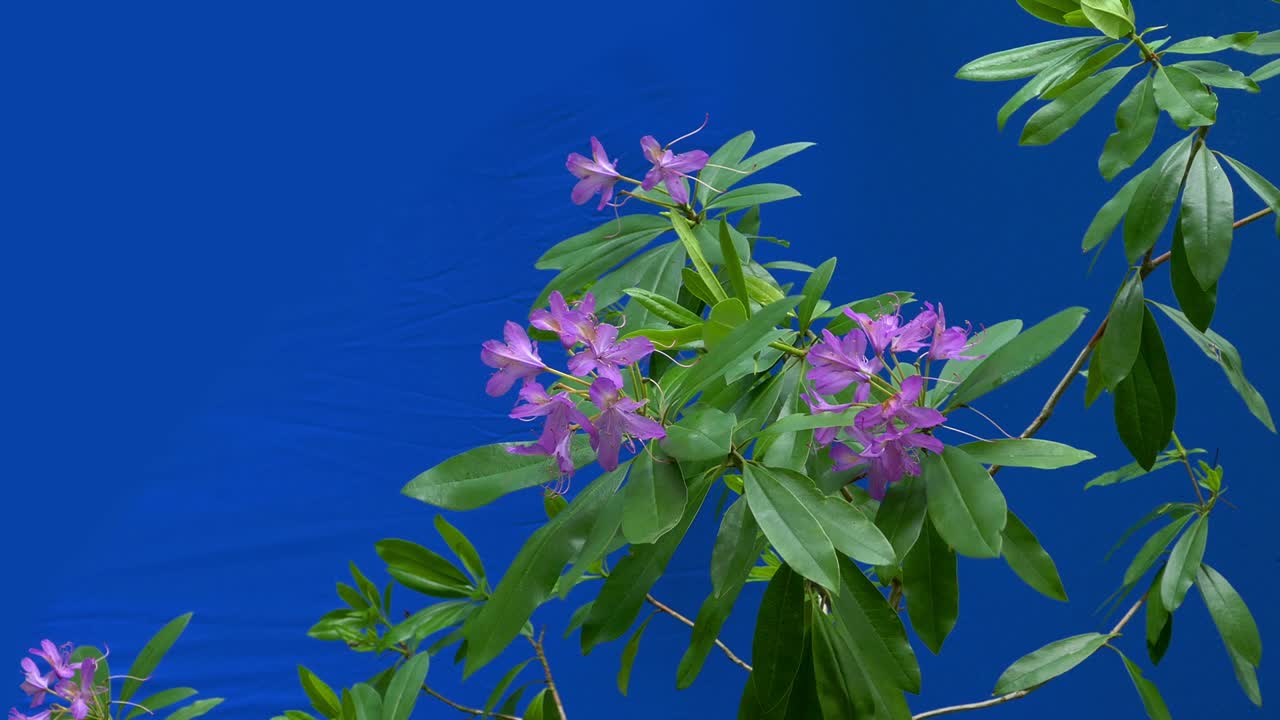 Pink Forest Flowers In Breeze - Bluescreen For Compositing