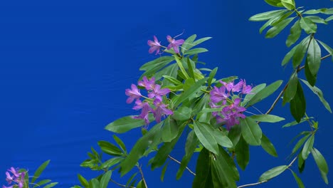 pink forest flowers in breeze - bluescreen for compositing