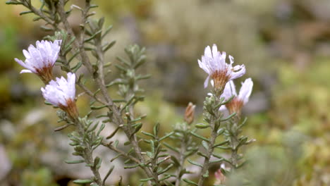 forest and vegetation, close up