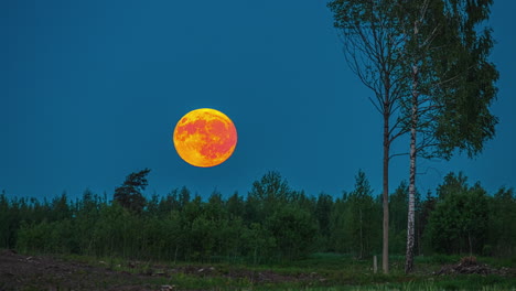 close up timelapse de una superluna brillante de color amarillo mientras se pone detrás de un paisaje forestal en letonia