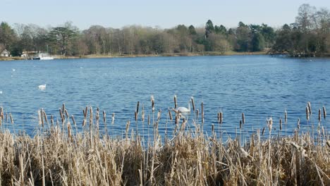 imágenes escénicas brillantes tomadas alrededor de la finca de los jardines de trentham, reino unido