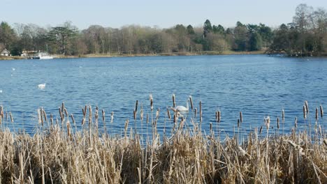 bright scenic footage taken around the trentham gardens estate, uk