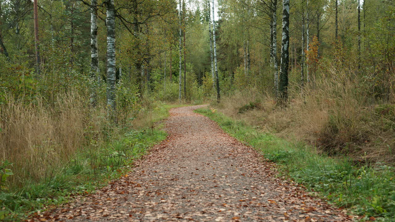 A pathway in a forest area with leaves that has fallen to the ground in the autumns seasons