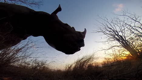 unique footage of a southern white rhinoceros moving passed a hidden cam at dusk, animal appearing as a silhouette