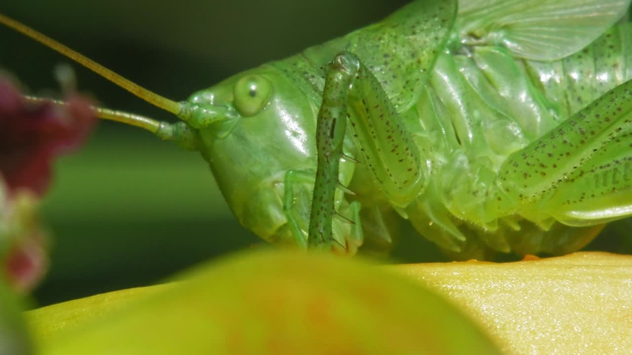 Macro di una comune cavalletta verde che si nutre sulla pianta