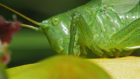 macro of the common green grasshopper feeding on the plant