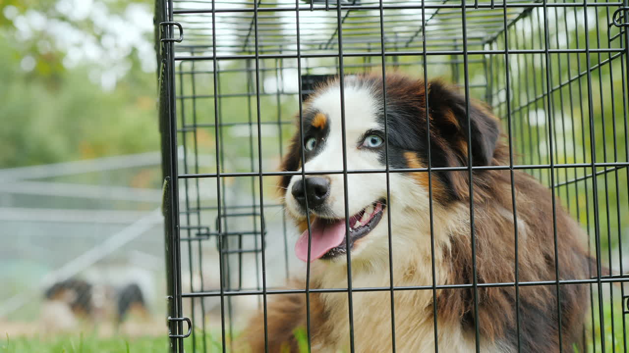 우리에 있는 불안한 개