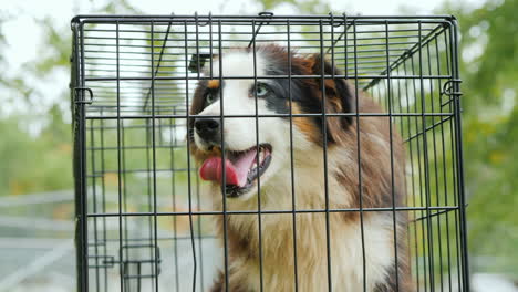 Anxious-Dog-in-Cage