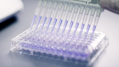 medical scientist or researcher use multichannel pipette dispensing purple liquid into 96 wells plate at modern laboratory cleanroom environmental facility setting.