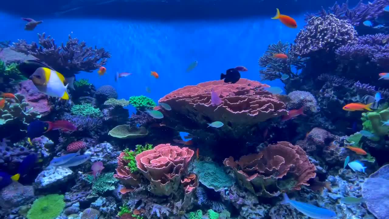 Colorful exotic fish swimming in a tropical reef aquarium teeming with life