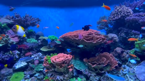 Colorful-exotic-fish-swimming-in-a-tropical-reef-aquarium-teeming-with-life