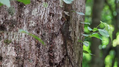 Female-Boyd's-forest-dragon-eating-an-ant-on-a-tree-trunk