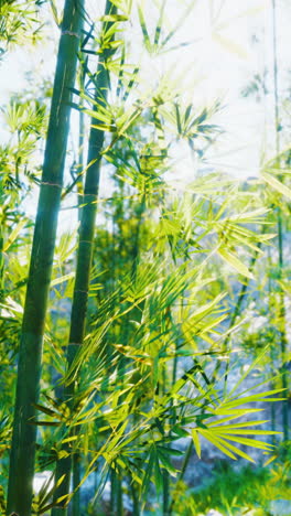 close up of bamboo plants