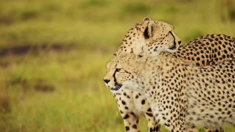 Slow-Motion-Shot-of-African-Wildlife-in-danger-in-Maasai-Mara-National-Reserve,-endangered-animal,-need-of-protection-and-conservation-in-Kenya,-Africa-Safari-Animals-in-Masai-Mara