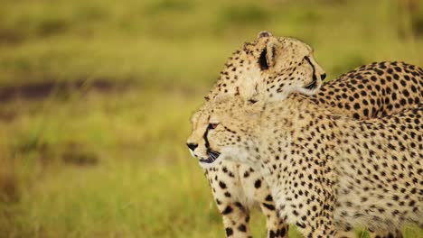 toma en cámara lenta de la vida silvestre africana en peligro en la reserva nacional de masai mara, animal en peligro de extinción, necesidad de protección y conservación en kenia, áfrica animales de safari en masai mara
