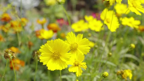 vibrant garden with yellow and orange flowers