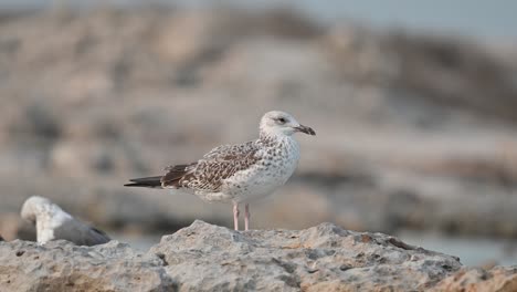 aves migratorias gaviota de lomo negro menor - juvenil deambulando por la costa rocosa de bahrein en busca de comida