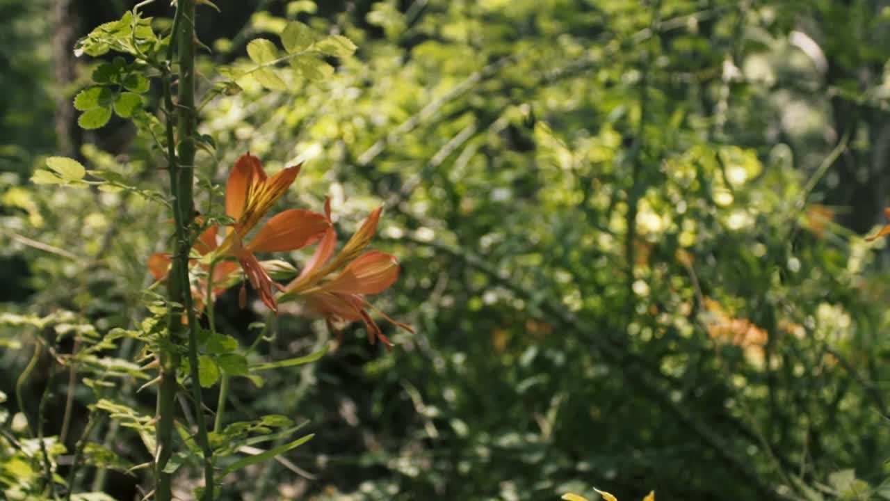 야생화, 칠레의 로스 안데스 산맥