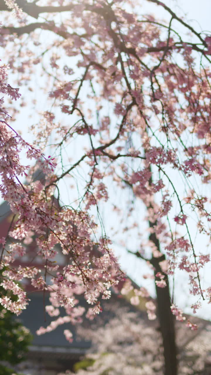 Primo piano di fiori di ciliegio con il tempio Senso-ji ad Asakusa, Tokyo, Giappone sullo sfondo. Verticale