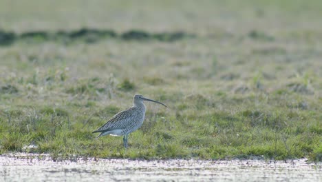 a few curlew birds resting near water puddle flooded wetland during migration