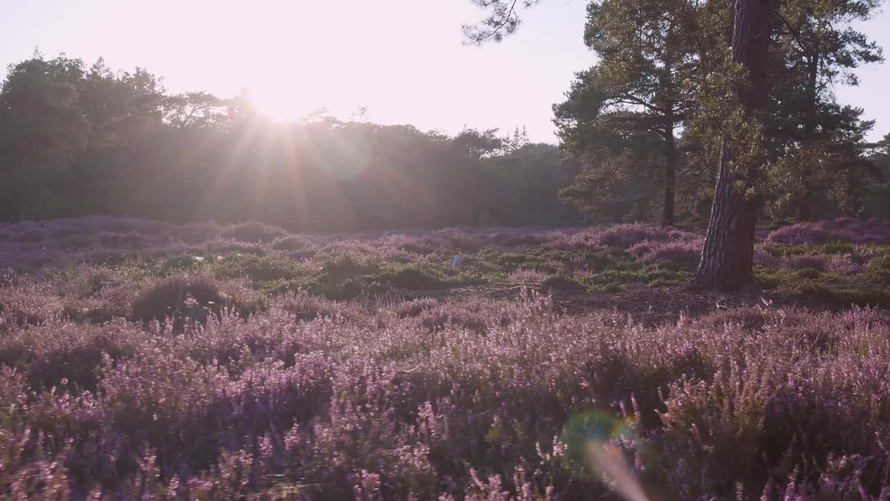 Sunbeams illuminating a peaceful heather field